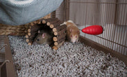 Pet rats in a cage with pellet bedding, a wooden tunnel hide, and a fabric hammock above