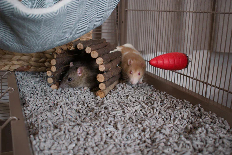 Pet rats in a cage with pellet bedding, a wooden tunnel hide, and a fabric hammock above