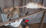 Which cage should I choose for my rats?