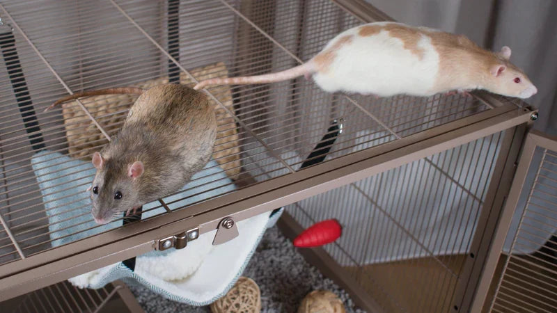 Which cage should I choose for my rats?