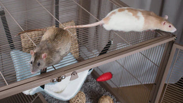 Which cage should I choose for my rats?