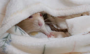A rat poking its head out from under a white blanket