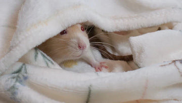 A rat poking its head out from under a white blanket