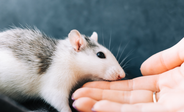 What Size Wheel Do Pet Rats Need? (And Do They Actually Need One?)