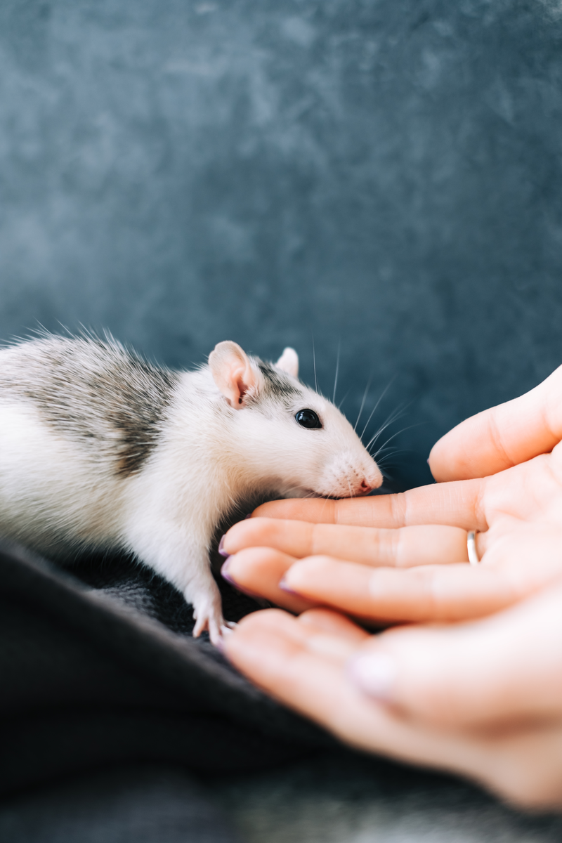 What Size Wheel Do Pet Rats Need? (And Do They Actually Need One?)