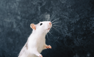 A rat standing up and looking around