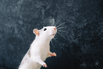 A rat standing up and looking around