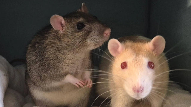 Two rats sitting on a soft surface with a dark background