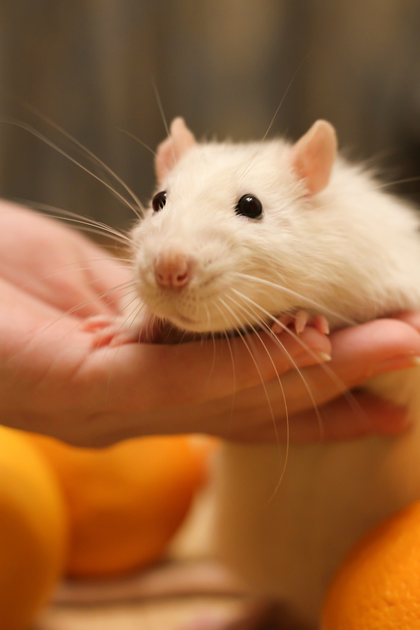 White rat held in a person's hand with oranges in the background