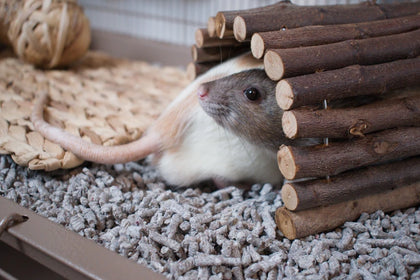 Pet rats in a cage with wooden sticks and bedding material